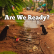 SC decision on stray dog relocation