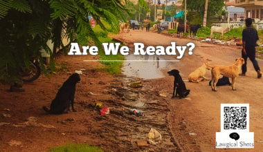 SC decision on stray dog relocation