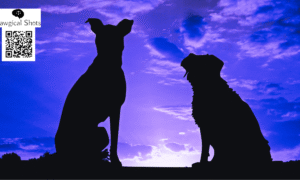 stay dog order supreme court