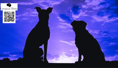 stay dog order supreme court