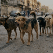 stray dog verdict