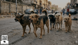 stray dog verdict