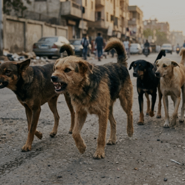 stray dog verdict